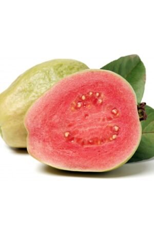 Da Lat Pink Guava Net 350g, High Quality
