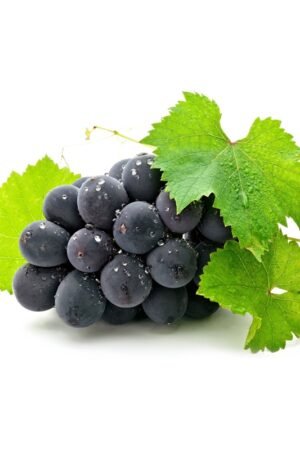 Ninh Thuan Seedless Black Currant